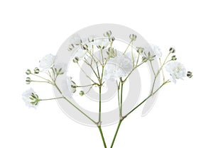 Twigs with flowers of Gypsophila isolated on white background