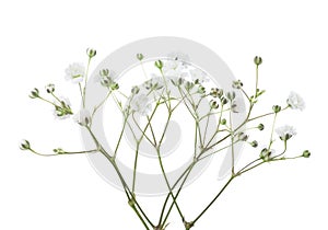 Twigs with flowers of Gypsophila isolated on white background photo