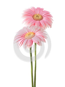 Twigs with flowers of Gypsophila isolated on white background