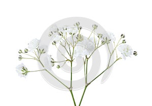 Twigs with flowers of Gypsophila isolated on white background photo