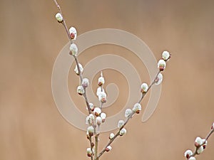 twigs with fluffy white willow catkins - salix