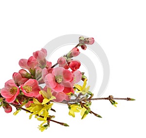 Twigs of Forsythia and Japanese Quince in bloom