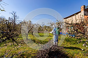 Twigs of fruit bloom tree with fresh buds at orchard, in background gardener wears protective overall and sprinkles branches with