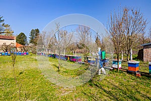 Twigs of fruit bloom tree with fresh buds at orchard, in background gardener wears protective overall and sprinkles branches with