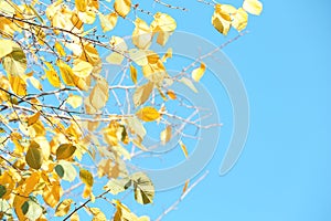 Twigs with golden leaves against blue sky