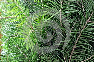 Twigs of green spruce close-up. New year and christmas background