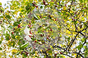 twigs of hawthorn tree with ripe berries in forest