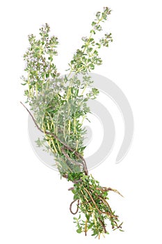 Twigs of herb thyme