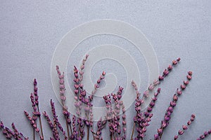 Twigs of Lavender Flowers Arranged in Lower Border on Grey Stone Background in Vintage Style. Easter Mothers Day Wedding