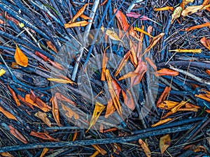 Twigs and leaves