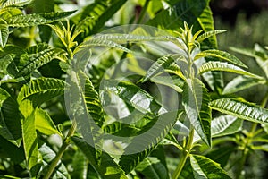 Twigs of lemon verbena for aromatic gardens, sunny daylight