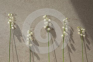 Twigs of lilies of the valley with shadows on a beige background