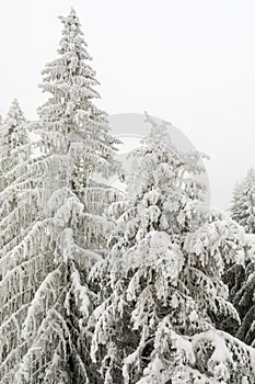 Twigs and needles of spruce covered with snow and hoarfrost on a winter frosty day.