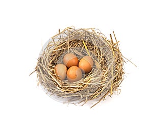 twigs nest with brown chicken eggs