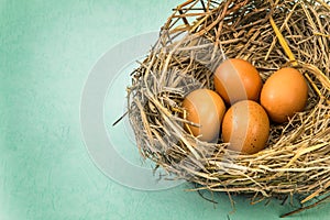 twigs nest with brown chicken eggs