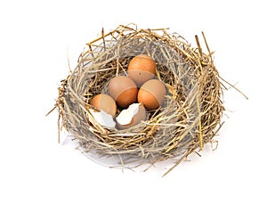 Twigs nest with brown chicken eggs with broken and empty shell e