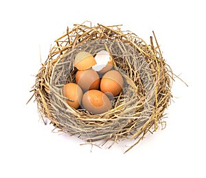 Twigs nest with brown chicken eggs with broken and empty shell e