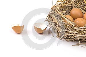 Twigs nest with brown chicken eggs with broken and empty shell e