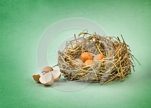 Twigs nest with brown chicken eggs with broken and empty shell e