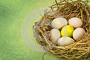 Twigs nest with white egg and one of different or unique