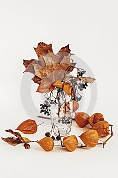 Twigs of orange physalis, wild grapes and autumn colorful leaves in glass vase, light background