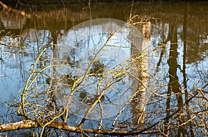 Twigs over a river Dyje and tower reflection, Lednice, Czechia