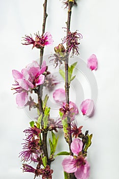 Twigs with peach blossom