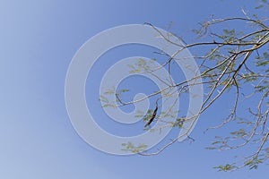 Twigs, peaks, wood with blue sky background