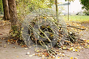 Twigs pile