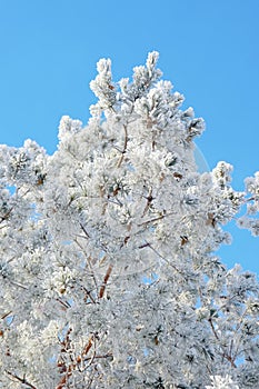 Twigs of pine