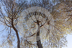 Twigs of pine trees with green needles and brown bark on a blue sky background in summer in a park