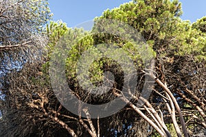 Twigs of pine trees with green needles and brown bark on a blue sky background in summer in a park