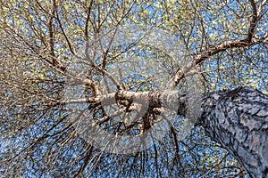 Twigs of pine trees with green needles and brown bark on a blue sky background in summer in a park