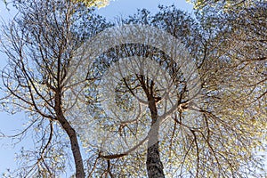 Twigs of pine trees with green needles and brown bark on a blue sky background in summer in a park