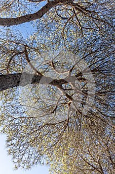 Twigs of pine trees with green needles and brown bark on a blue sky background in summer in a park. Vertical photo