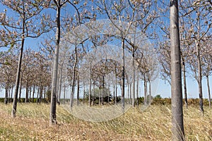 Twigs of princess trees with young green leaves and pink flowers on a blue background in spring in a park