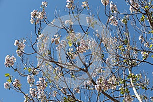 Twigs of princess trees with young green leaves and pink flowers on a blue background in spring in a park