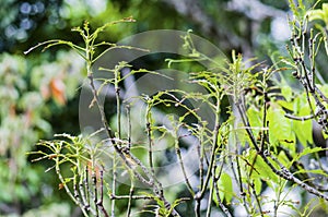 Twigs of a Schefflera plant shredded by ants