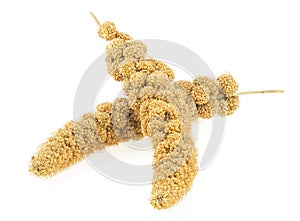 Twigs of Senegal millet isolated on white background. Bird seeds, millet sticks