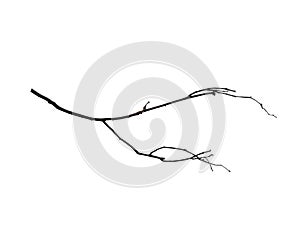 Twigs, set macro dry branches birch isolated on white background.