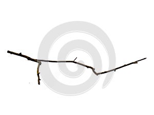 Twigs, set macro dry branches birch isolated on white background.