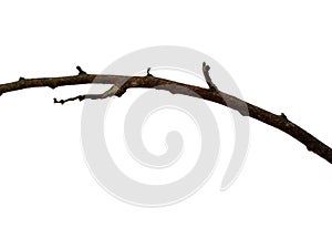 Twigs, set macro dry branches birch isolated on white background.