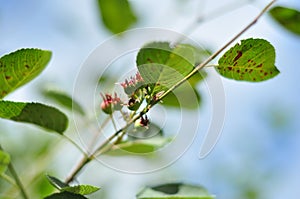 The twigs of shadberry berries on a bush with bright green leaves