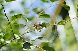 The twigs of shadberry berries on a bush with bright green leaves