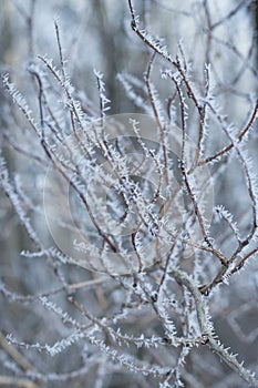 Twigs of shrub covered with frost
