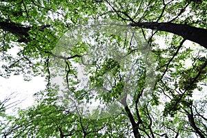 Twigs and skies-Cinnamomum camphora