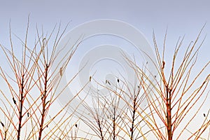 Twigs and sky