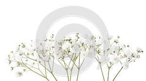 Twigs with small white flowers of Gypsophila Baby`s-breath  isolated on white background photo