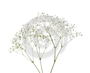 Twigs with small white flowers of Gypsophila Baby`s-breath  isolated on white background