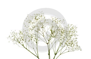 Twigs with small white flowers of Gypsophila Baby`s-breath isolated on white background.  Large Depth of Field  DoF photo